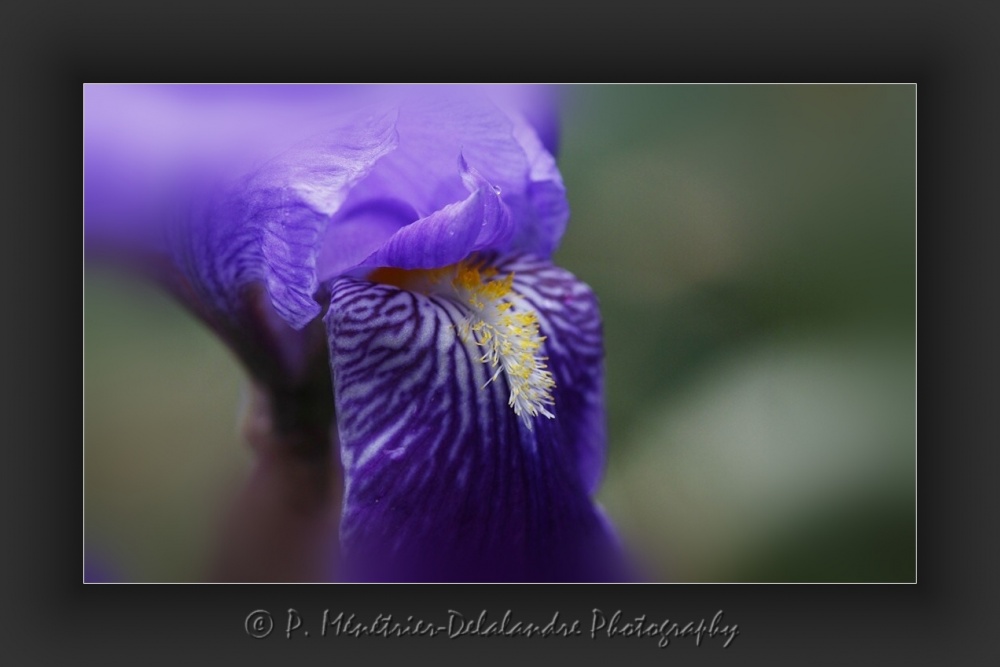 Beauté des Iris...