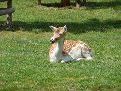 Un dimanche au parc  ... 