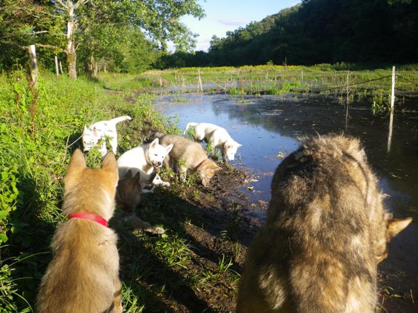 8 semaines: Ballade au lac