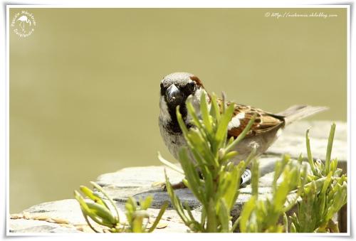 Moineau domestique ♂ - Passer domesticus - House Sparrow