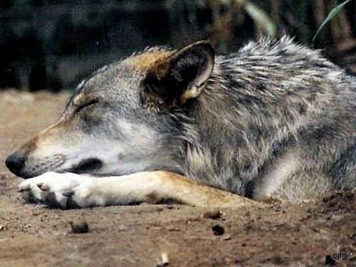 loup14.jpg