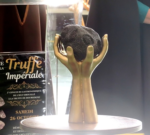 La "Tuber Uncinatum" du Châtillonnais a été mise en valeur, lors de la Fête de la Truffe Impériale du 26 octobre 2024