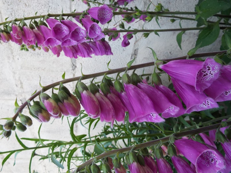 fleurs de juillet ...