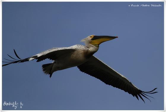 Pélican dans le ciel de Camargue
