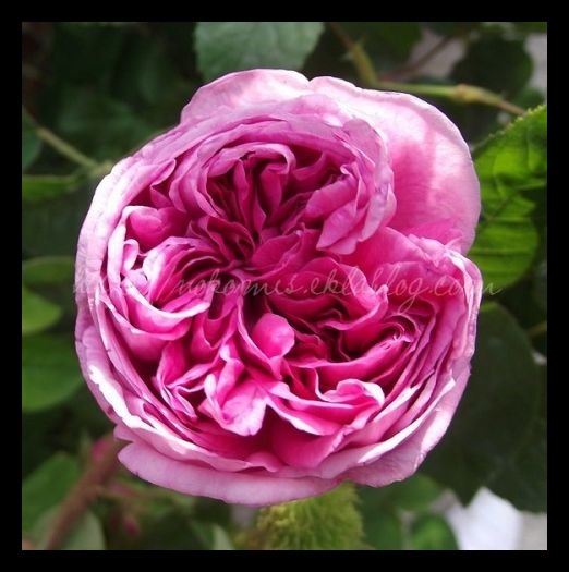 Tranches de vie d'un Australian Shepherd