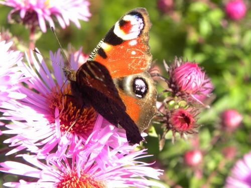 Asters et papillons
