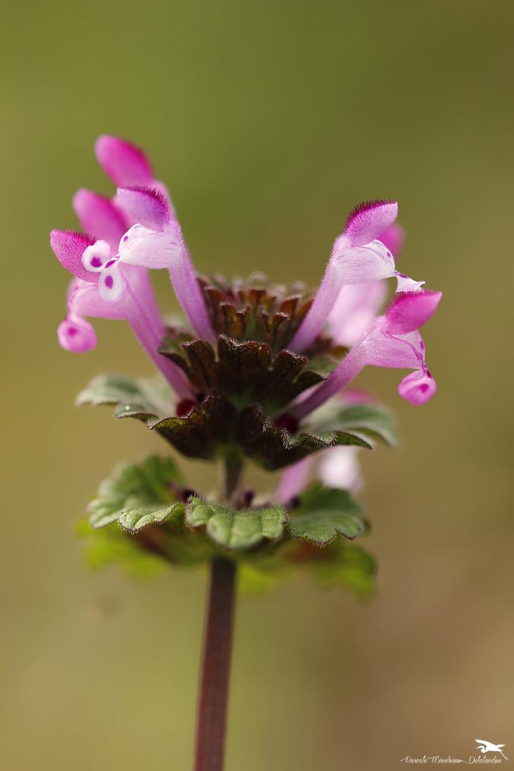 Lamier amplexicaule (Lamium amplexicaule)