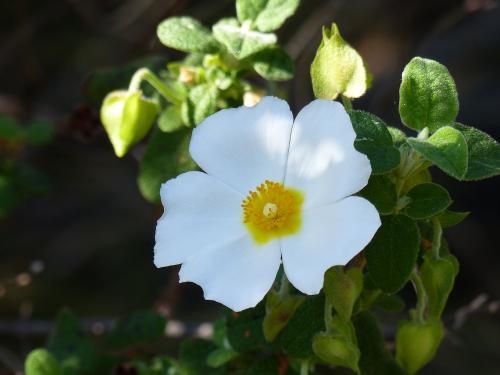 Monts Carpiagne et Saint Cyr