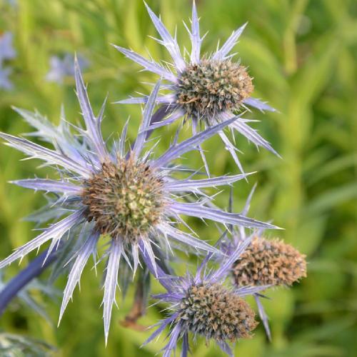Fleurs cultivées : Panicaut