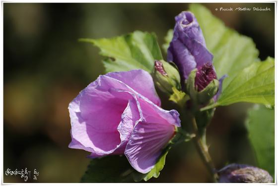 Fleurs d'un jardin des Landes en Septembre
