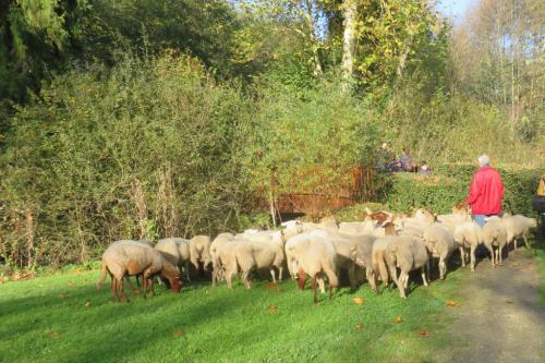 La transhumance des moutons à Malesherbes