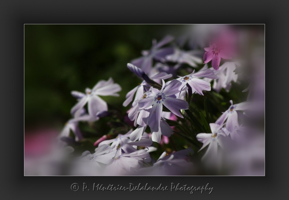 Phlox mousse...