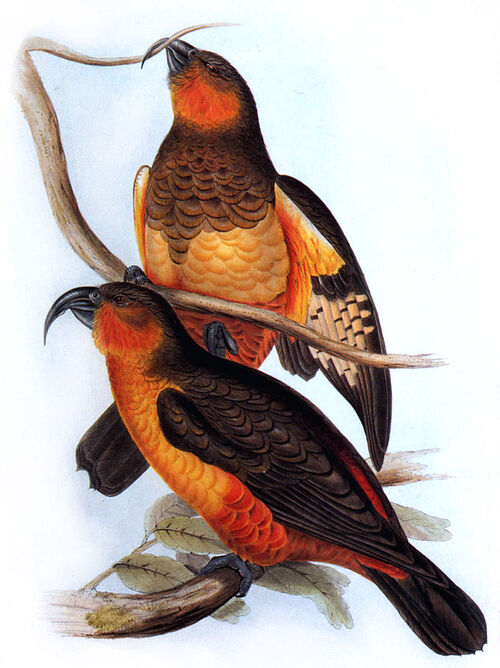 John Gould : oiseaux