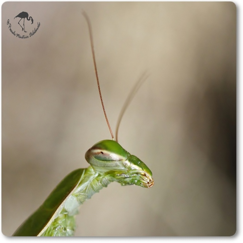 Mantis religiosa - Mante religieuse - forme verte