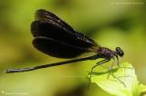 Odonata - Zygoptera