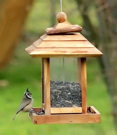 Une nouvelle et jolie visiteuse de mon jardin...