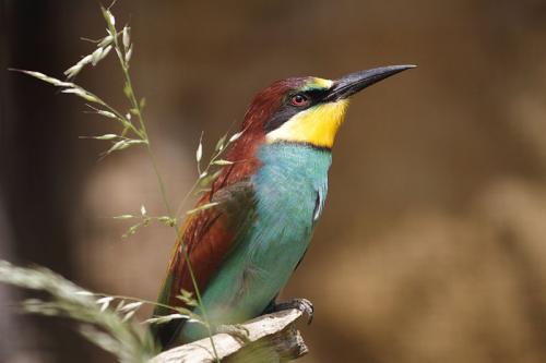 "Portraits d' oiseaux de Côte d'Or",  une conférence de la LPO à Laignes