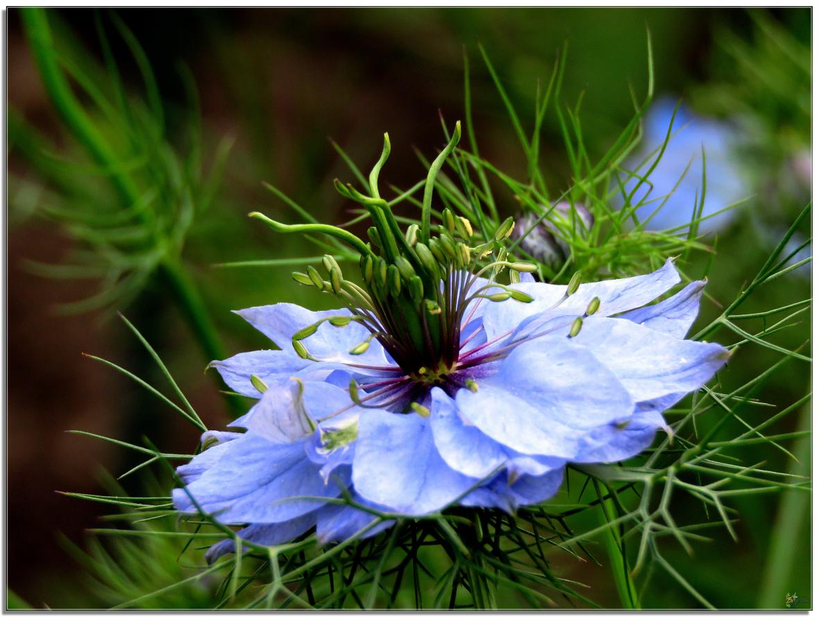 REVENONS AU JARDIN 