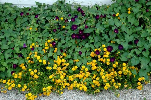 Fleurs cultivées : Lantana