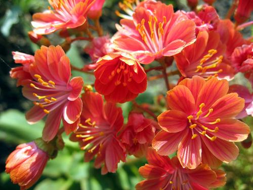 Fleurs cultivées : Lewisia