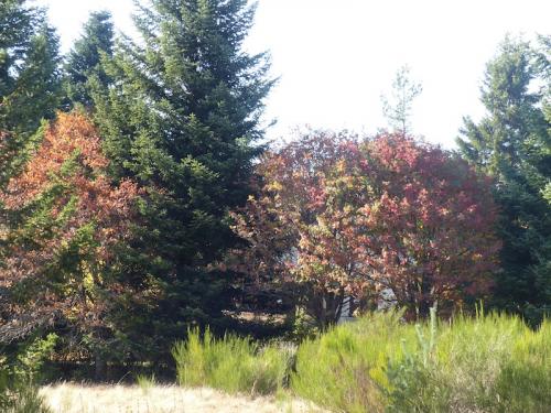 L'automne à l'Aigoual