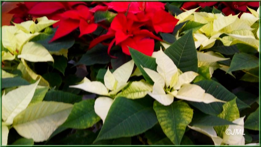 Des photos de plantes prises dans les jardineries(suite)