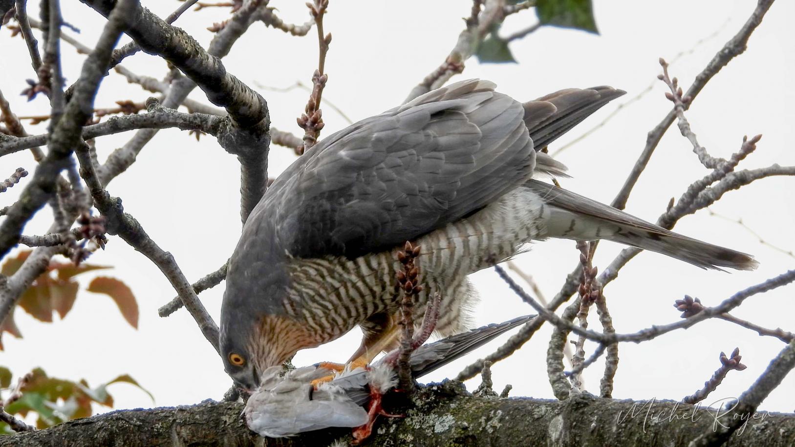 Épervier d'Europe ( Accipiter nisus)