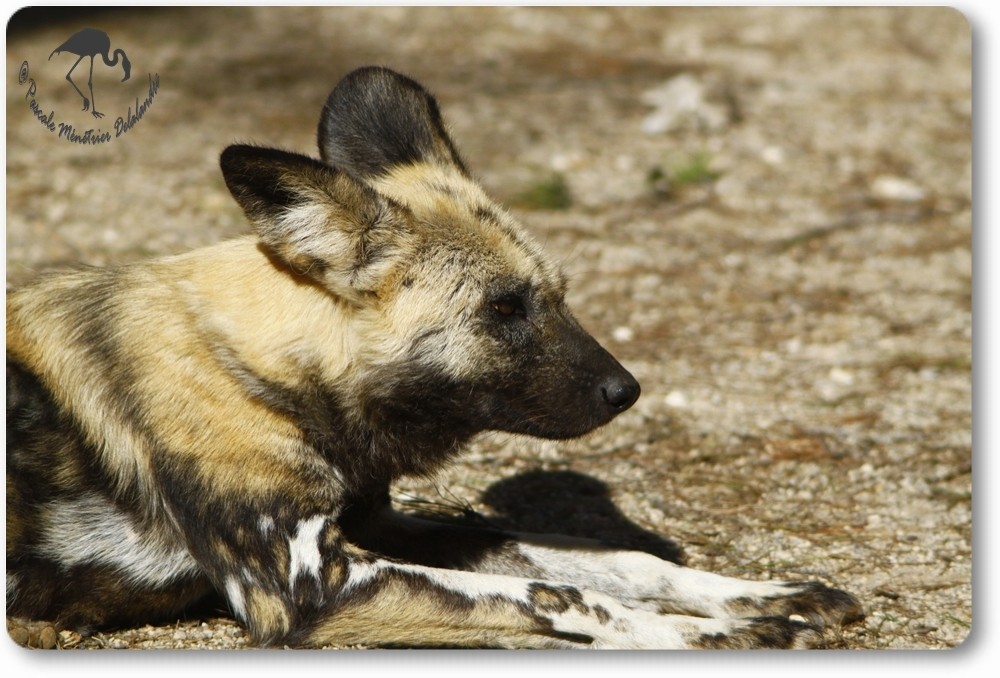 Lychaons au Parc Darwin de Montpellier...