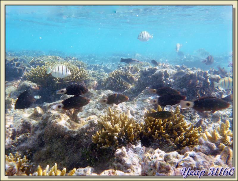 Dernière photo sous-marine : bel aquarium naturel - Atoll de Fakarava - Tuamotu - Polynésie française
