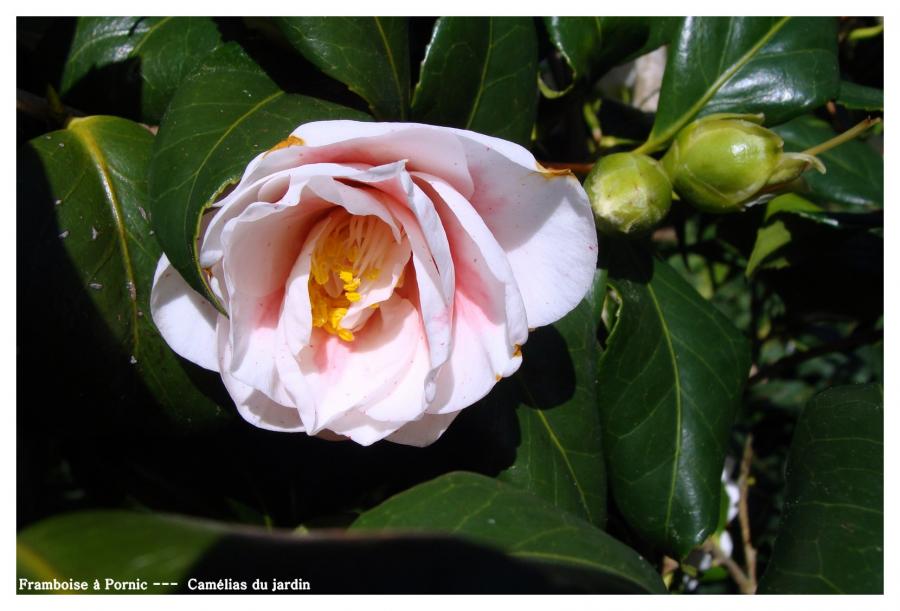 Camélias du jardin 