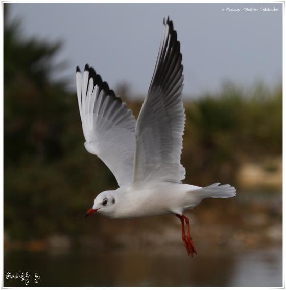 Mouette rieuse - Chroicocephalus ridibundus - Black-headed Gull