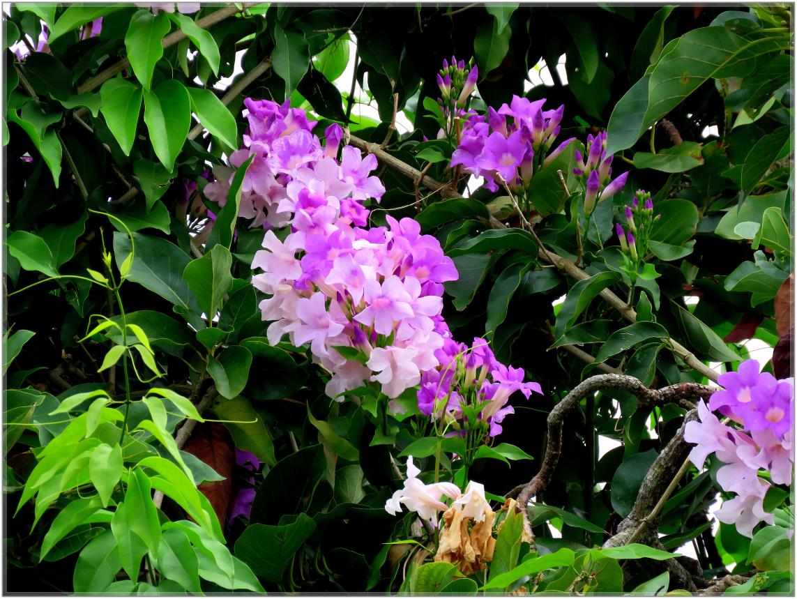 FLEURS  VENUS  D'AILLEURS 