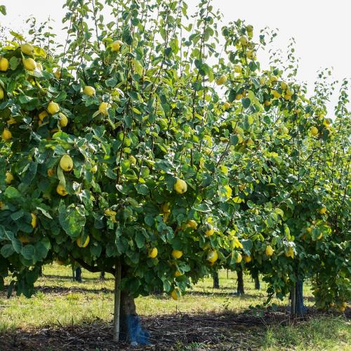 Arbre fruitier : Cognassier