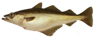 Les poissons divers