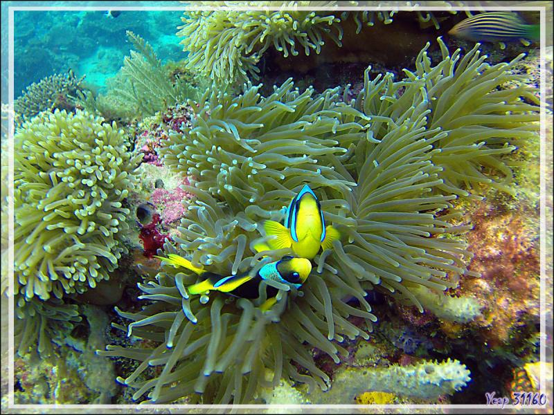 Poisson-clown de Clark, Yellowtail clownfish, Clark's anemonefish (Amphiprion clarkii) - Nosy Tsarabanjina - Archipel des Mitsio - Madagascar