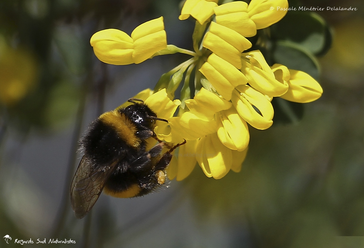 Bourdon terrestre - Bombus terrestris