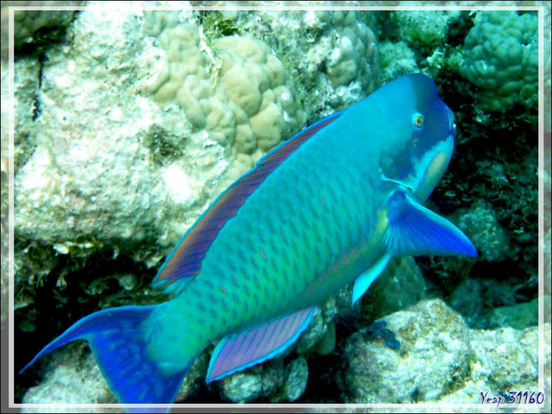 Poisson-perroquet grand bleu, Steephead parrotfish (Chlorurus microrhinos) forme mâle - Atoll de Fakarava - Tuamotu - Polynésie française