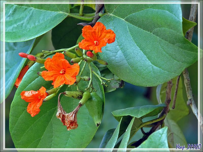 14/12/2021(suite) : seconde journée à Silhouette Island passée entre promenade dans le village et les jardins du grand complexe hôtelier voisin et baignades - Seychelles