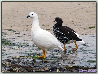 Ouette marine (Chloephaga hybrida) - New Island - Falkland Islands, Iles Malouines, Islas Malvinas