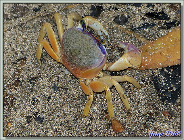 Blog de images-du-pays-des-ours : Images du Pays des Ours (et d'ailleurs ...), Crabes colorés - Playa Cocles - Puerto Viejo de Talamanca - Costa Rica