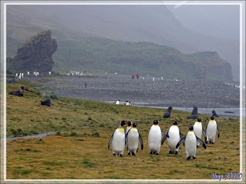 Le temps se gâte à vitesse V, les "pingouins rouges" rentrent en se frayant un chemin au milieu des divers animaux : manchots, otaries, éléphants de mer - Whistle Cove - Fortuna Bay - Géorgie du Sud 