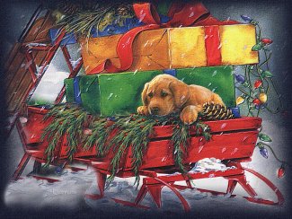 chien à noël