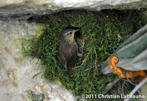 "L'envol des troglodytes" par Christian Labeaune..