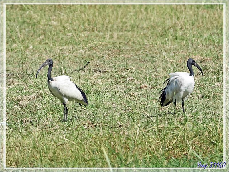 Ibis sacré, African Sacred Ibis (Threskiornis aethiopicus) - Safari nautique - Parc National de Chobe - Botswana