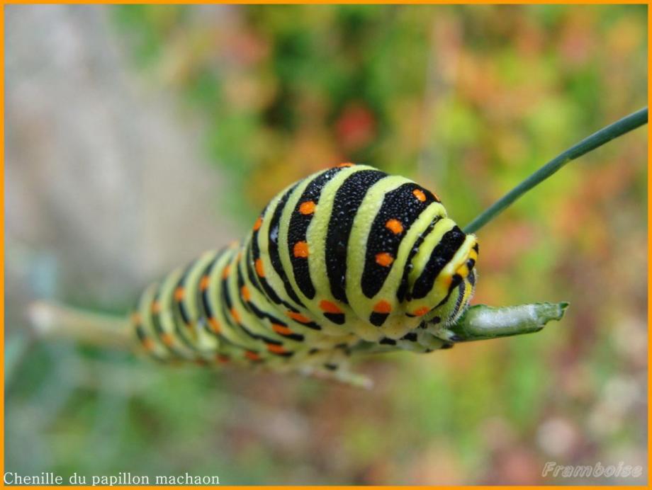 Chenille du Machaon 