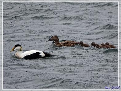 08/06/2023 : la découverte du fjord Hvalfjordur se poursuit sous une pluie battante, paysage quasi inexistant car nous baignons dans la brume - Islande