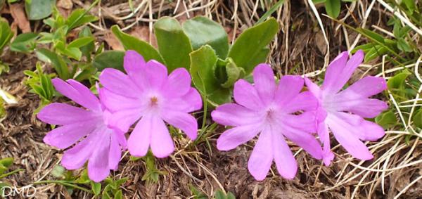Primula integrifolia  -  primevère à feuilles entières