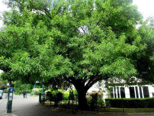 Arbre fruitier : Amandier