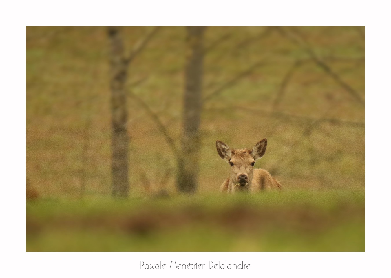 Biches élaphes (Landes de Gascogne)