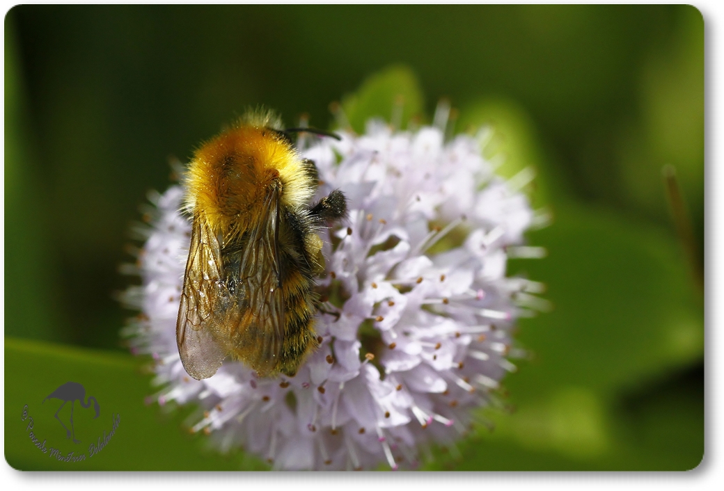 Bombus pascuorum =Thoracobombus - Bourdon des champs